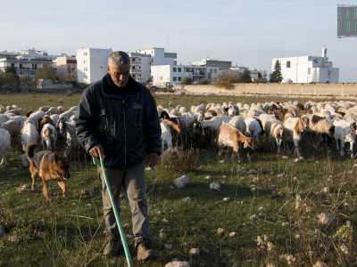 Gli altri sono sparsi nell'hinterland. A Capurso, su via Noicattaro, incontriamo il 60enne Giuseppe, pastore di vecchia data: porta avanti questo mestiere ormai in via di estinzione da ben trent�anni